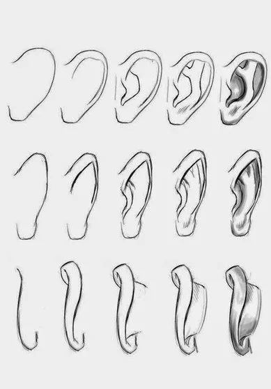 ejercicios de orejas en diferentes posiciones 