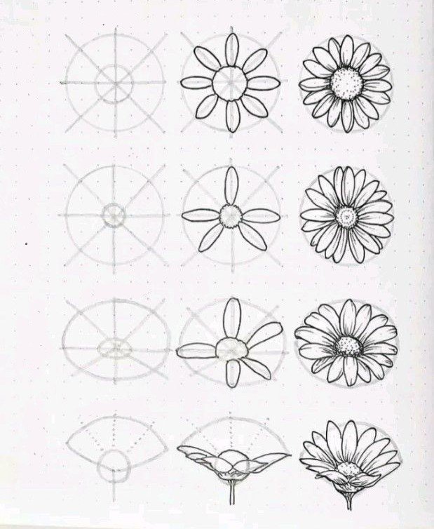 Dibujo de margarita fácil con pétalos largos