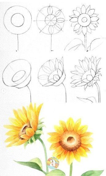 Cómo dibujar un girasol fácil con centro grande y pétalos