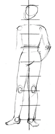 estructura cuerpo humano completo proporciones rodillas